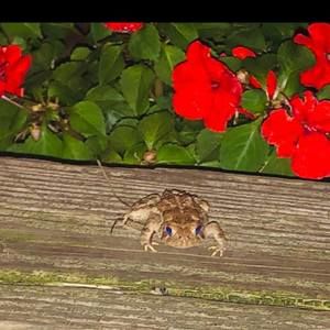 Meet your Posher, Vincent